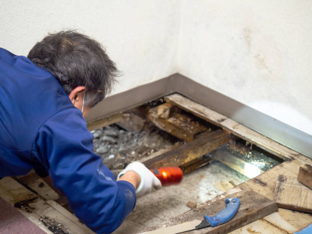Best Basement Mold Remediation in Charleston, IL