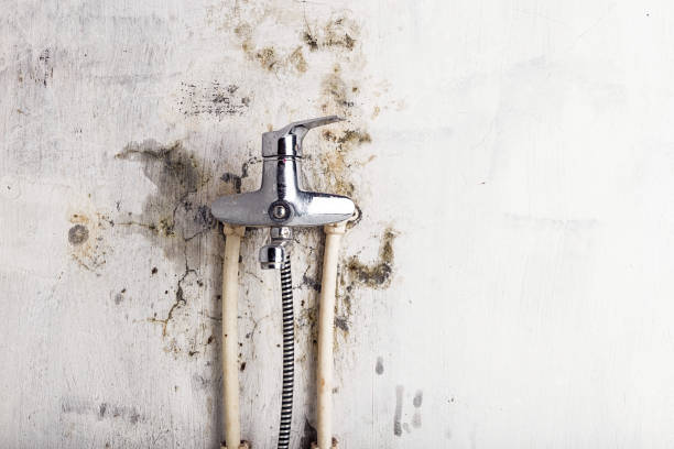 Best Insurance-Related Mold Remediation in Charleston, IL