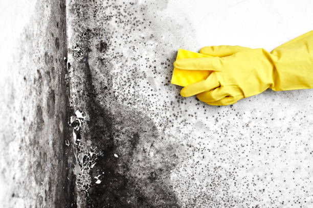 Best Localized Mold Remediation (e.g., coastal areas, humid climates) in Charleston, IL