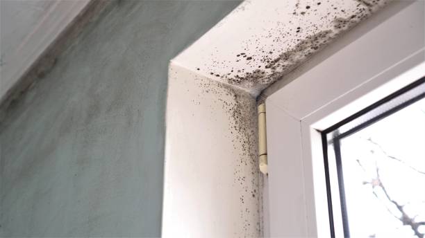 Best Kitchen Mold Remediation in Charleston, IL