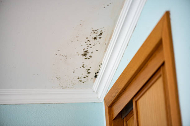 Best Emergency Mold Remediation in Charleston, IL