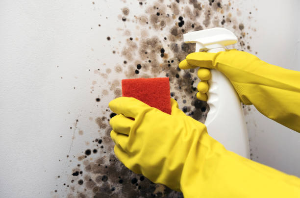 Best Bathroom Mold Remediation in Charleston, IL