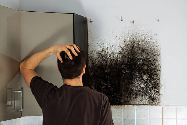Best Crawl Space Mold Remediation in Charleston, IL