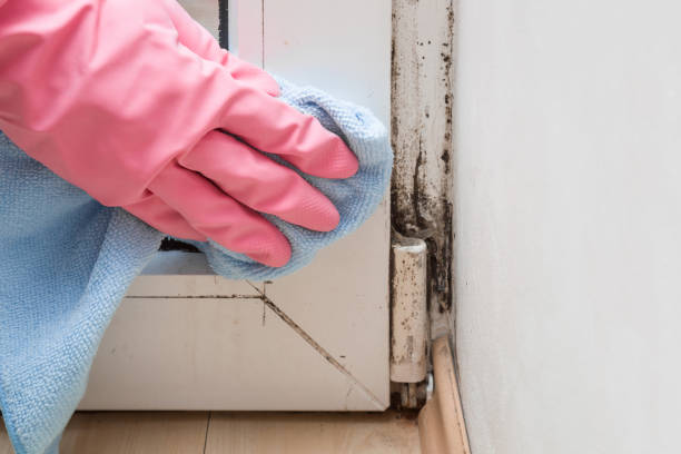 Trusted Charleston, IL Mold Remediation Experts