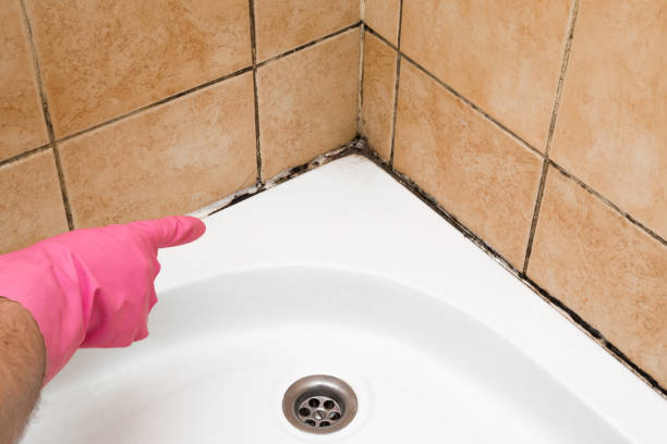 Best Residential Mold Remediation in Charleston, IL
